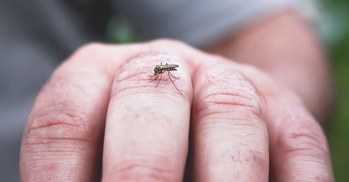 Zika Rash: Symptoms, Treatment, and More