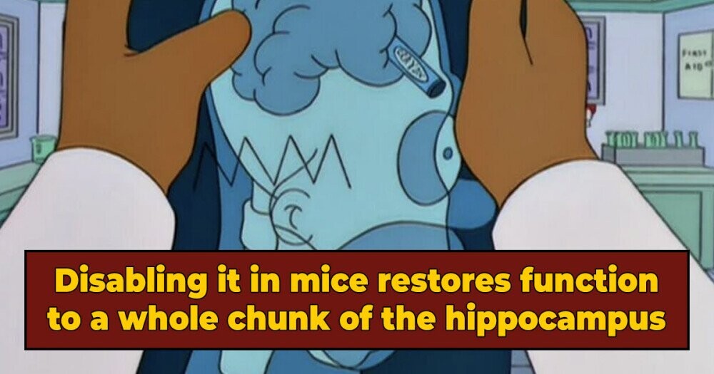 The Homer Simpson Gene Shuts Down Part Of The Brain