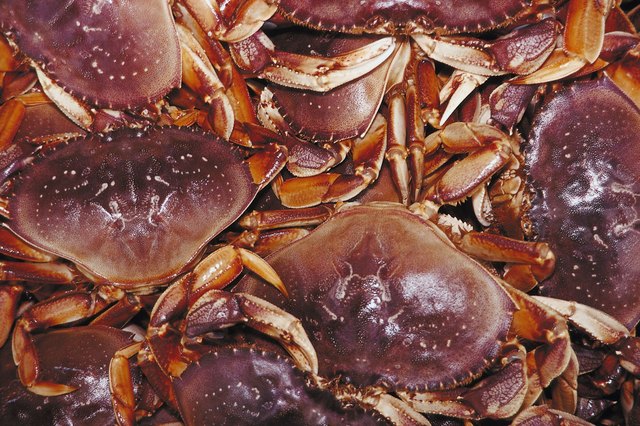 How to Steam Dungeness Crab