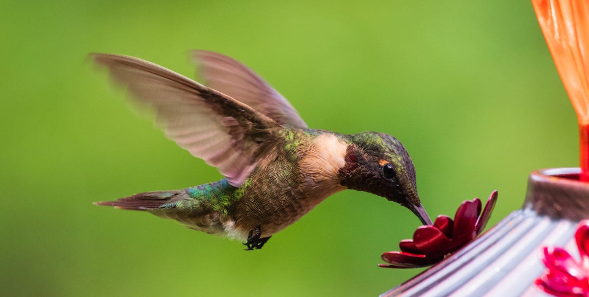 7 Easy Hacks to Attract Hummingbirds to Your Yard