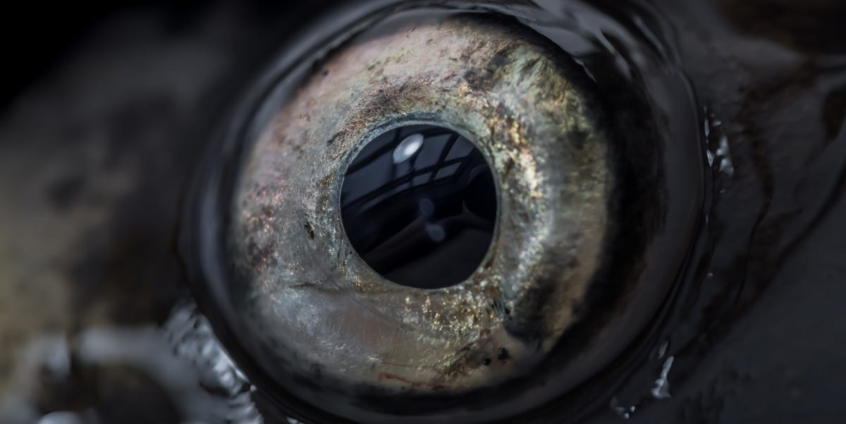 A New Creature With 24 Eyes Can See In Every Direction At Once