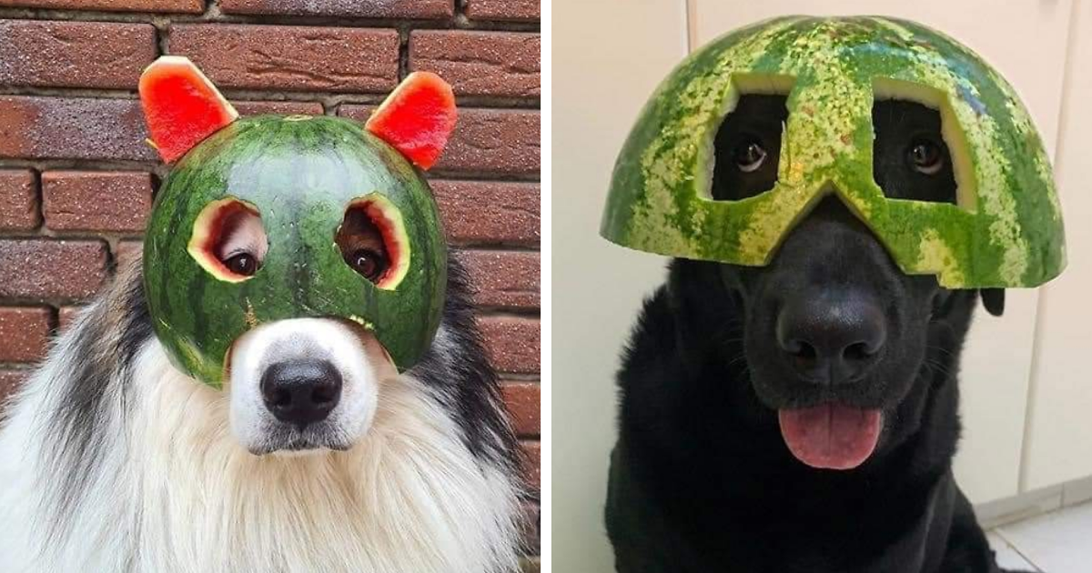 Cute And Adorable Dogs With Watermelon Hats To Brighten Your Day (22 New Pics)