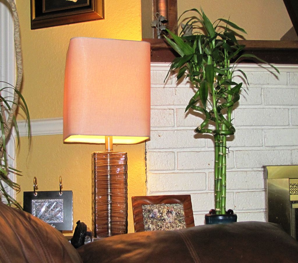 Bamboo Plant Becomes A Stylish Light Switch