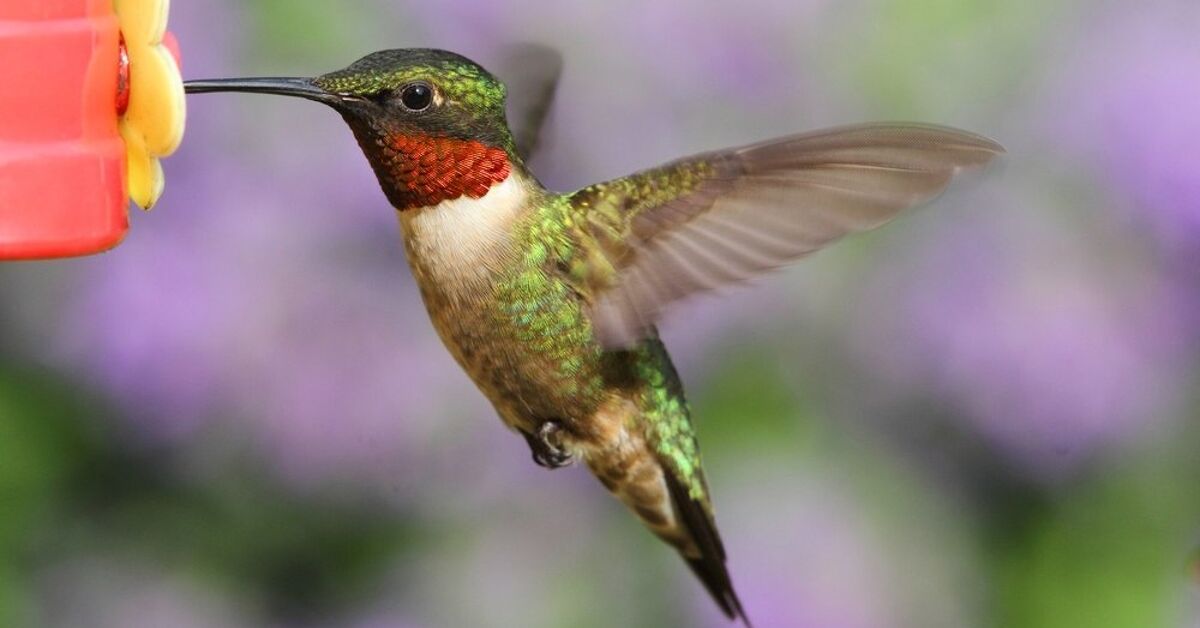 How to Make a Hummingbird Feeder with Household Materials