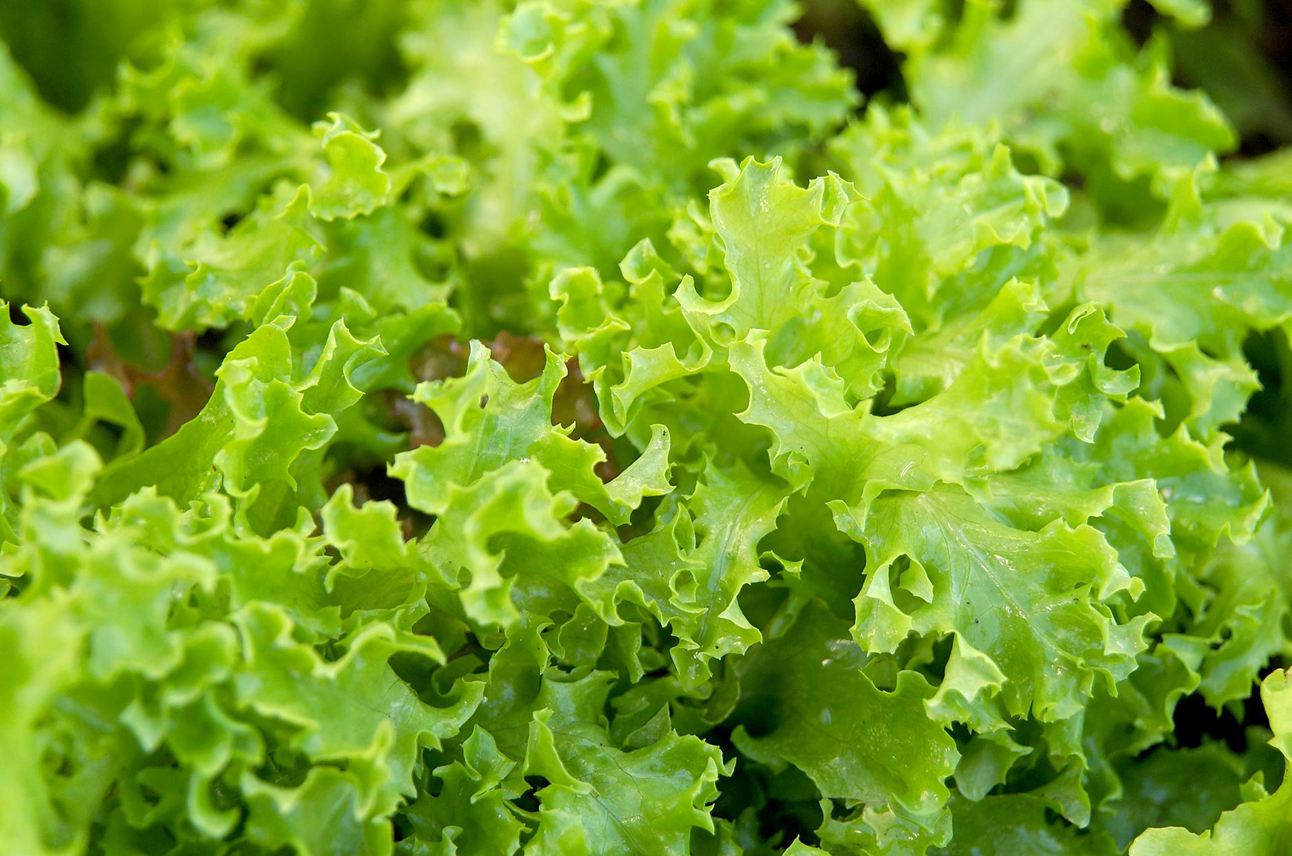 How to Plant and Grow Lettuce for Garden-Fresh Salads