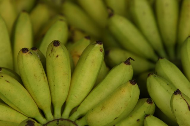 Banana Fruit Description