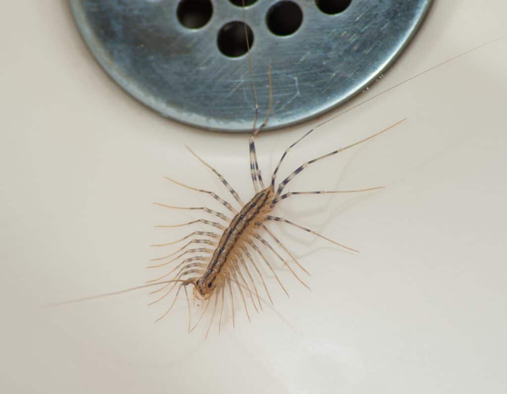 How to Get Rid of Centipedes