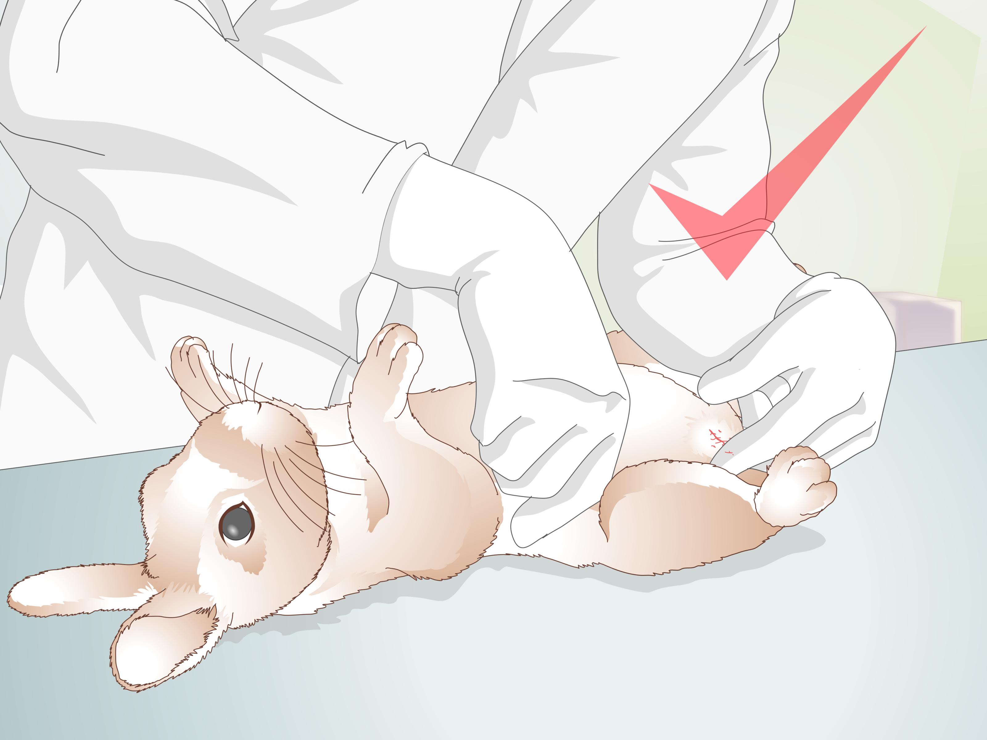 How to Care for Your Rabbit After Neutering or Spaying: 12 Steps