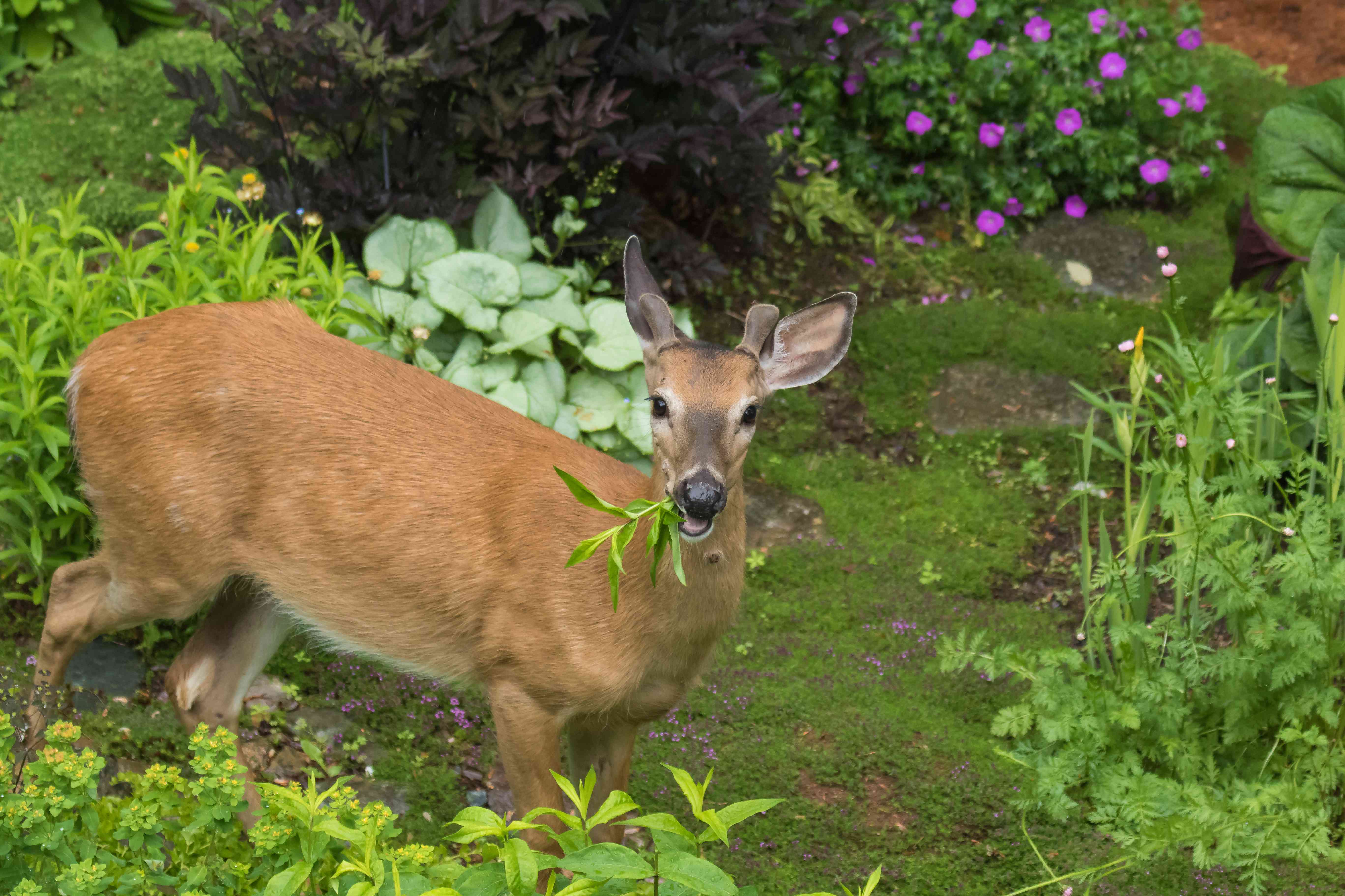 7 Ways to Keep Deer Out of Your Yard So They Don’t Eat Your Plants