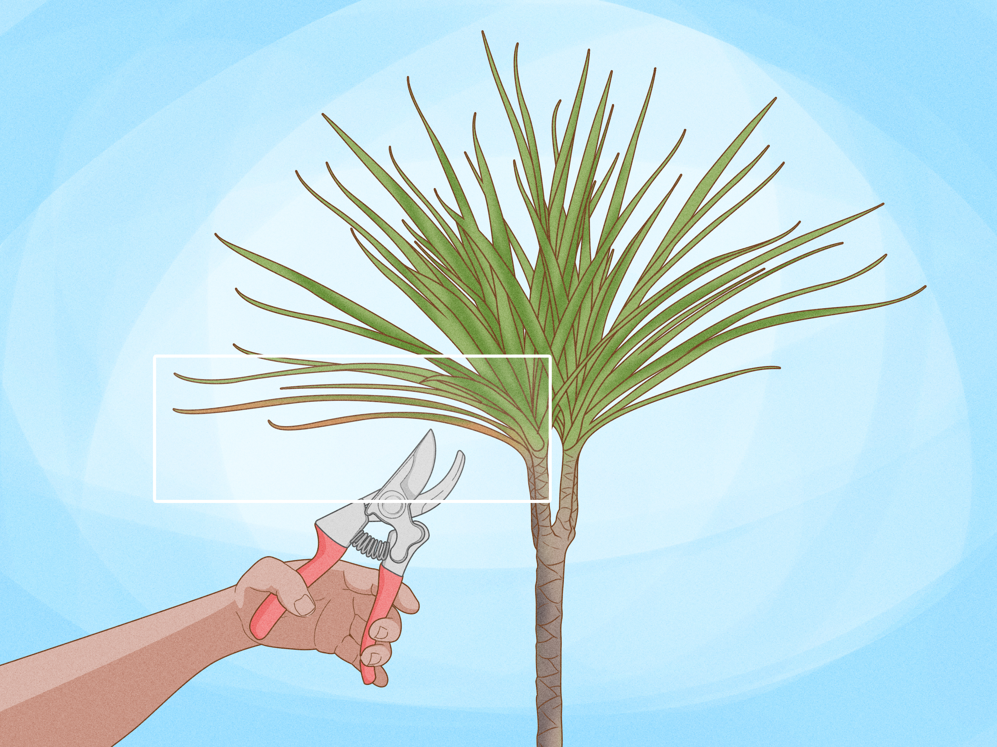 3 Ways to Grow Dracaena Marginata