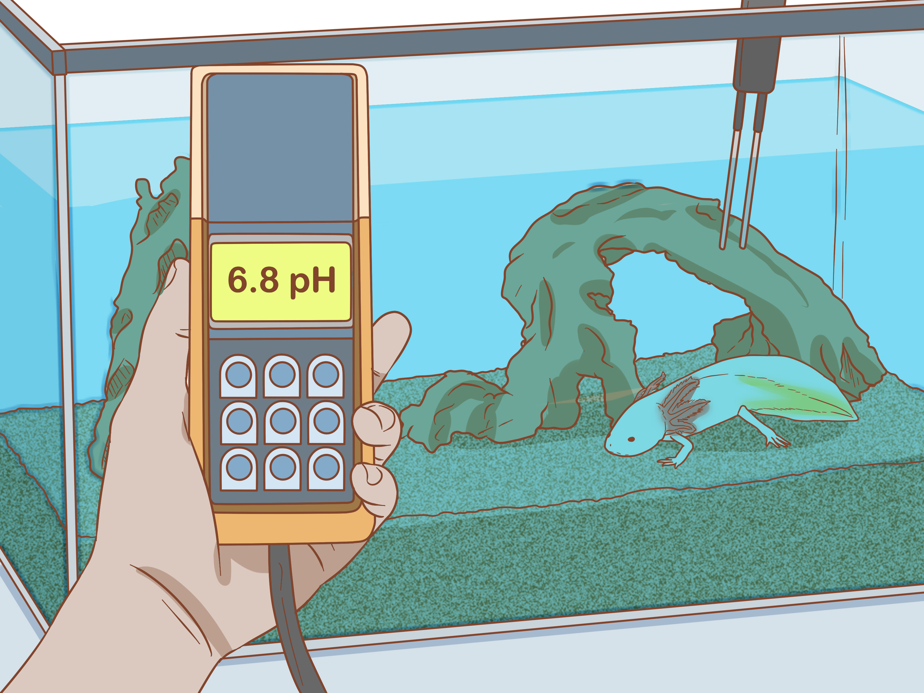 How to House a Pet Axolotl: 13 Steps
