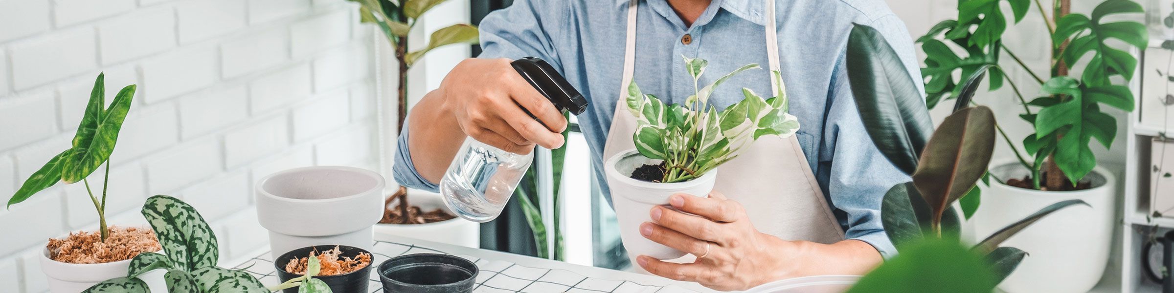 Caring for Houseplants