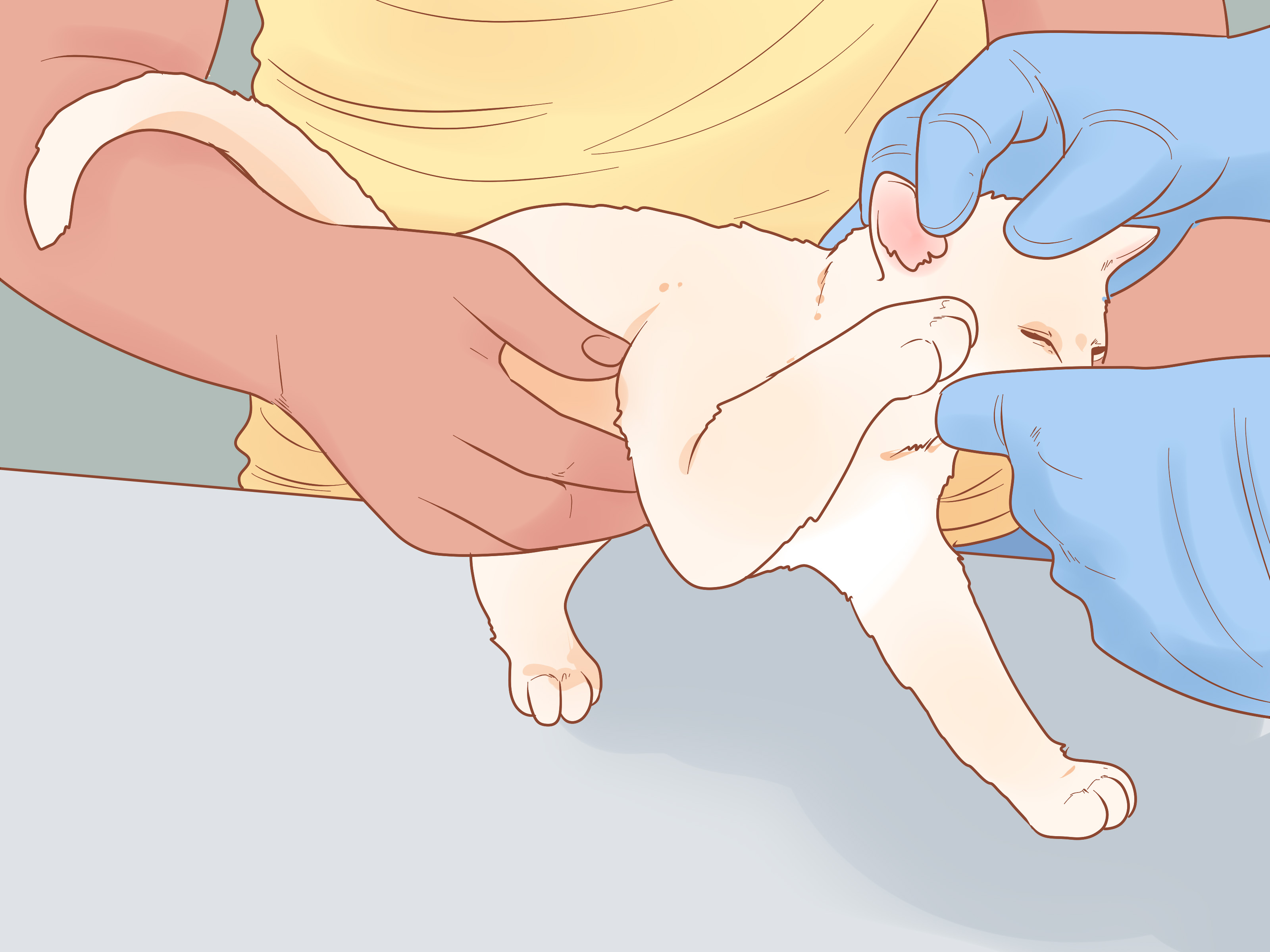 4 Ways to Take Care of Kittens