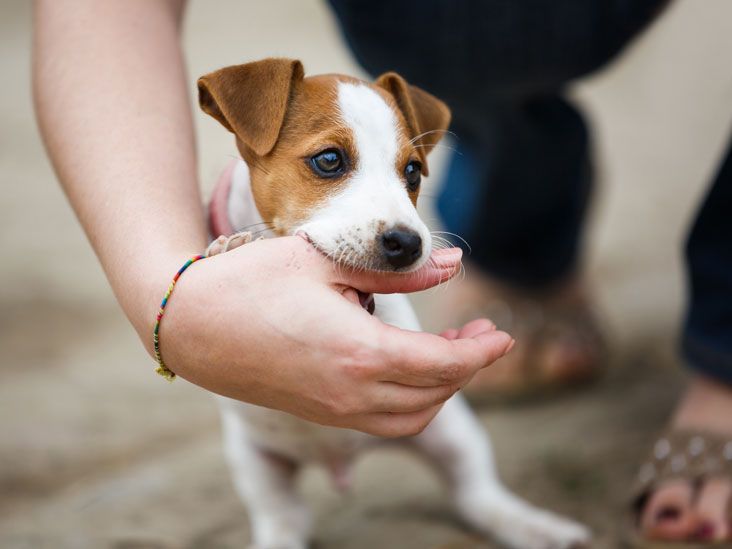 Animal Bite on Finger: Symptoms, Diagnosis & Treatment Options