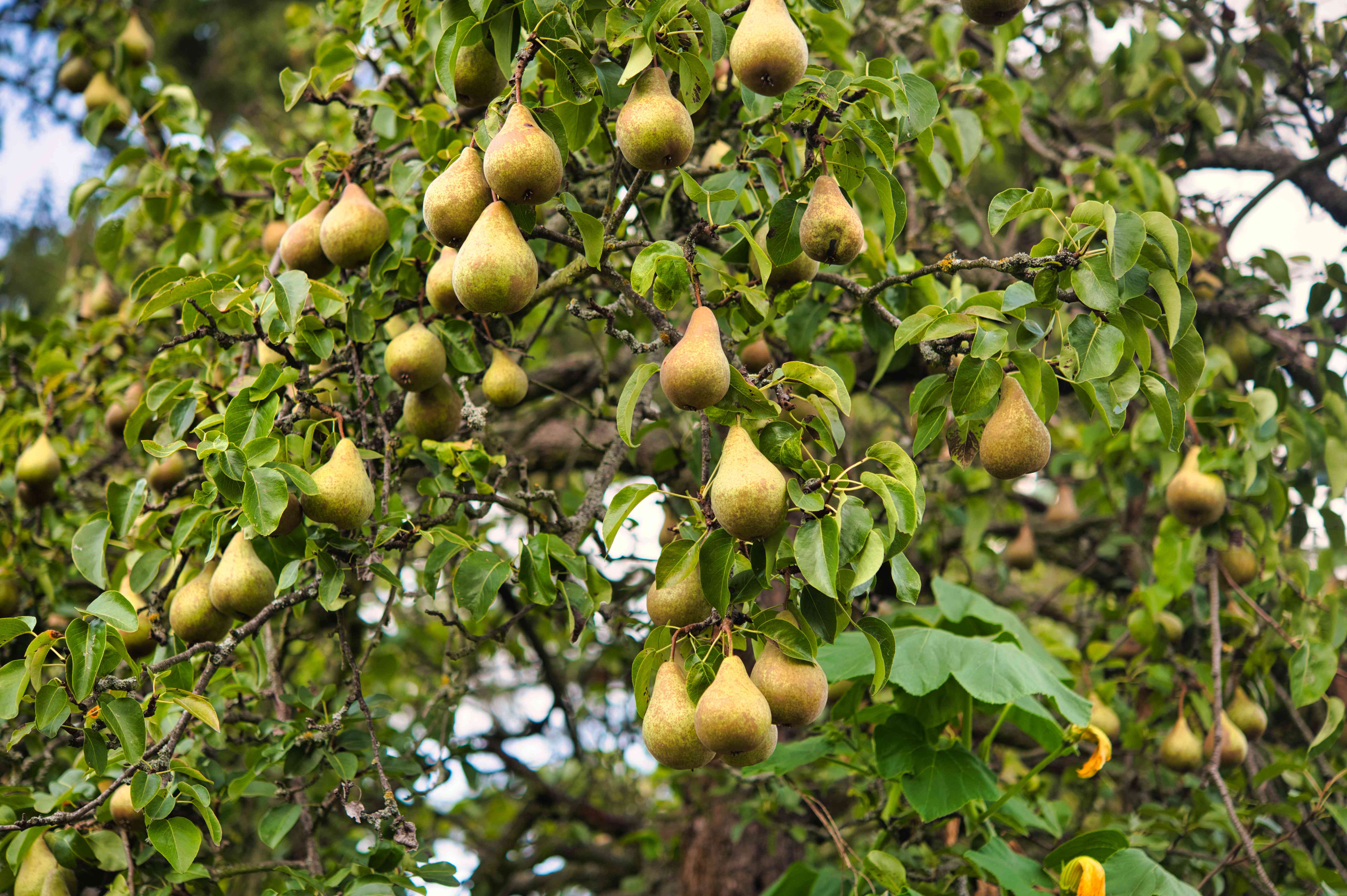 How to Grow Bartlett Pear Trees (Williams Pear Trees)