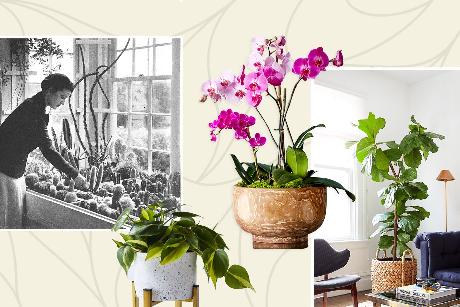 The Most Popular Houseplants of the Last 100 Years from the Better Homes & Gardens Archives