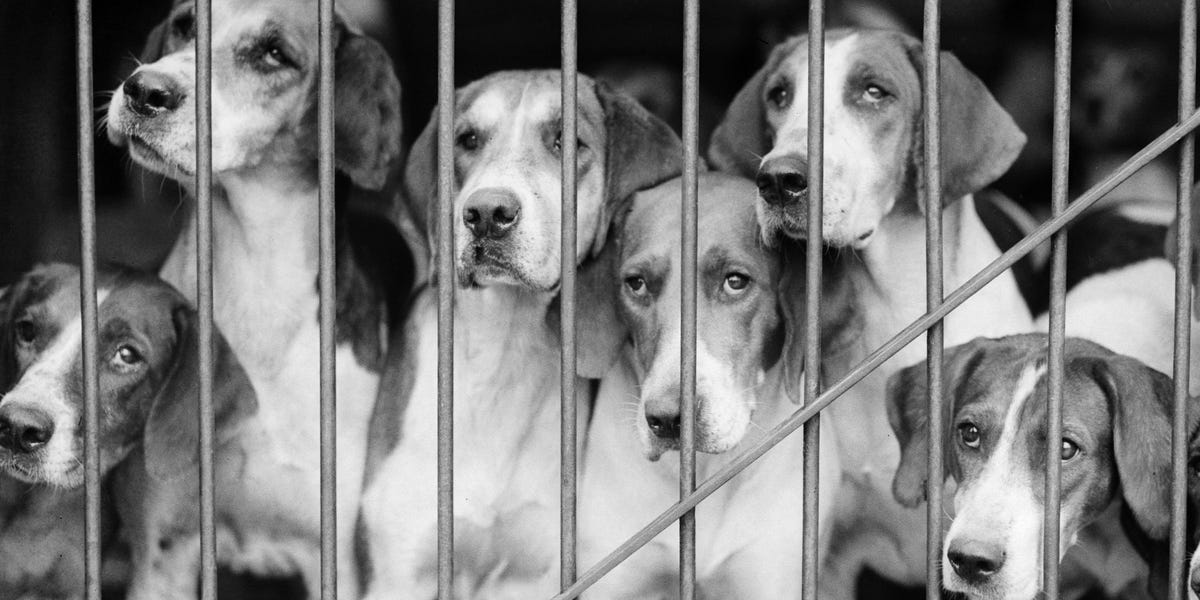The Truth About the CIA’s Remote-Controlled Dog Experiments