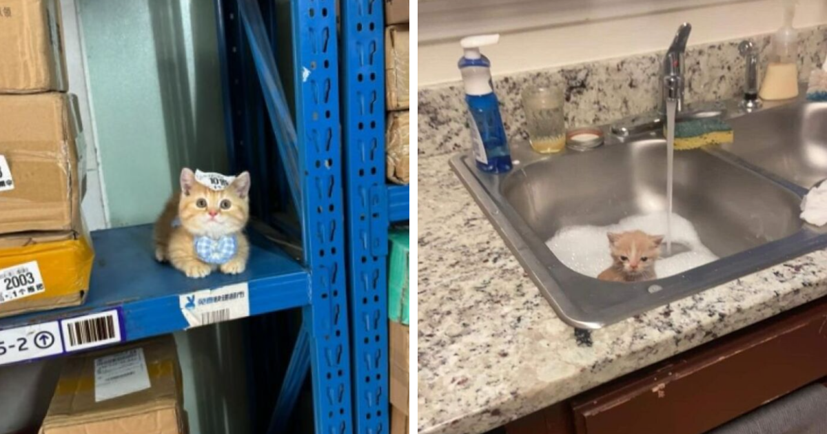 77 Times Silly Cats Were Caught In The Most Random Places