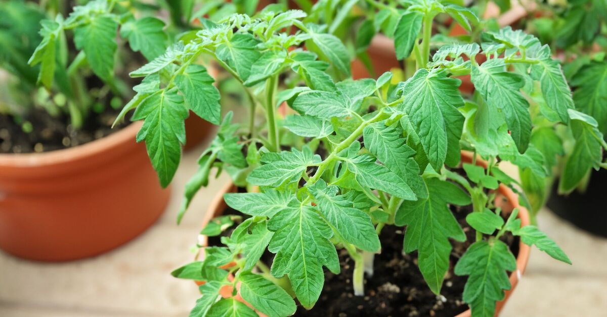 An Essential Guide on How to Grow Tomatoes in Pots