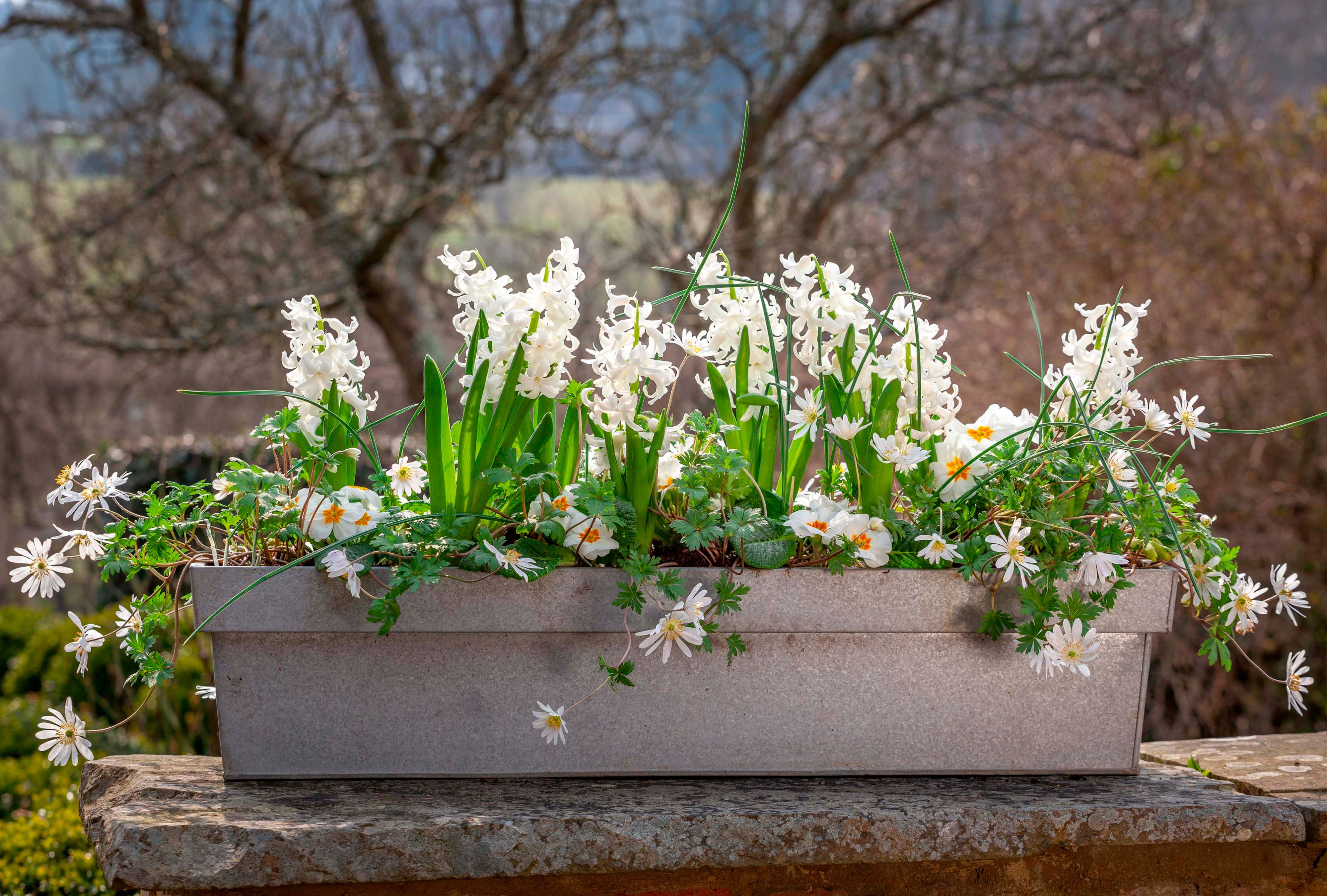 How to Plant Bulbs in Containers for Continuous Spring Blooms