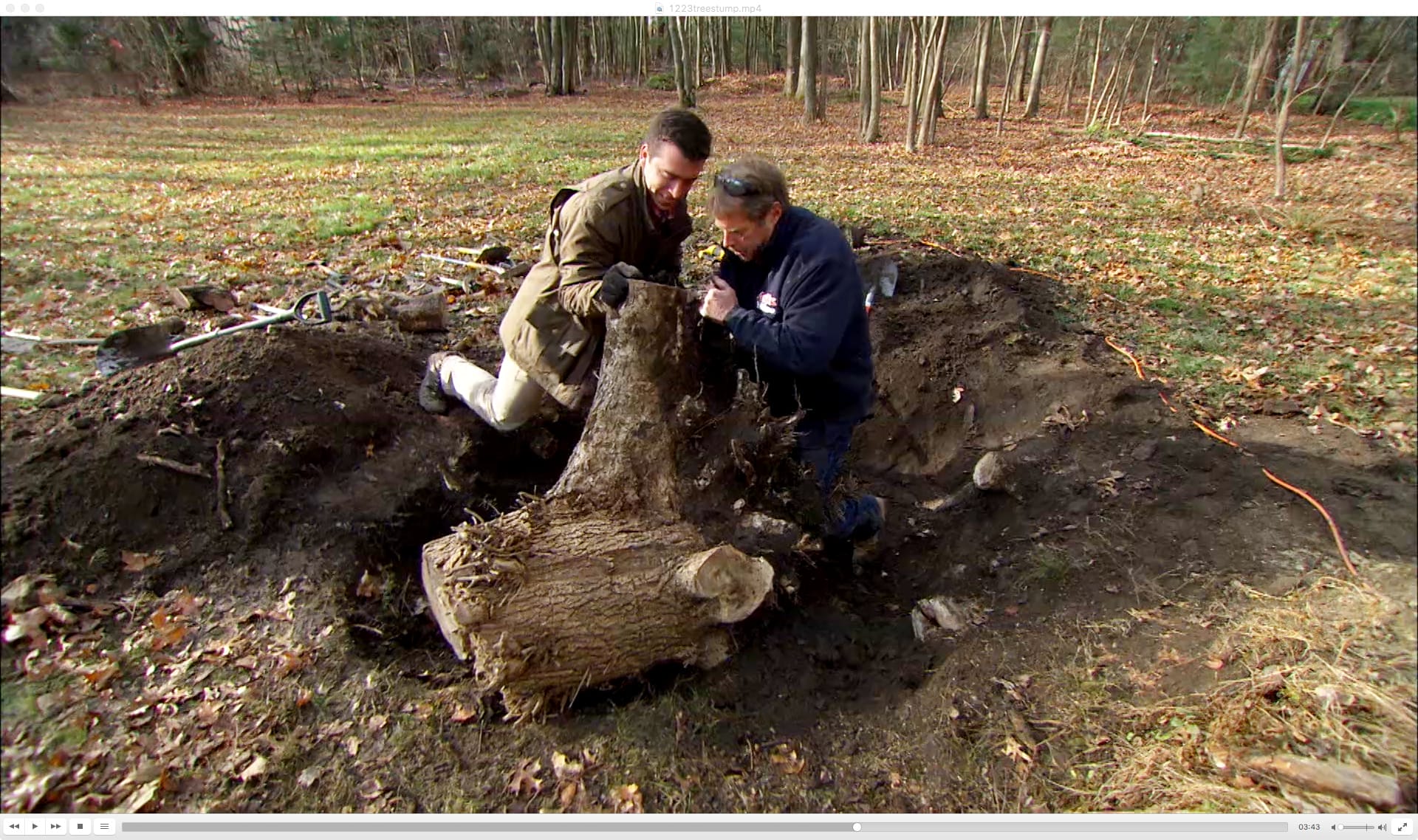 A Comprehensive Guide to Removing Tree Stumps