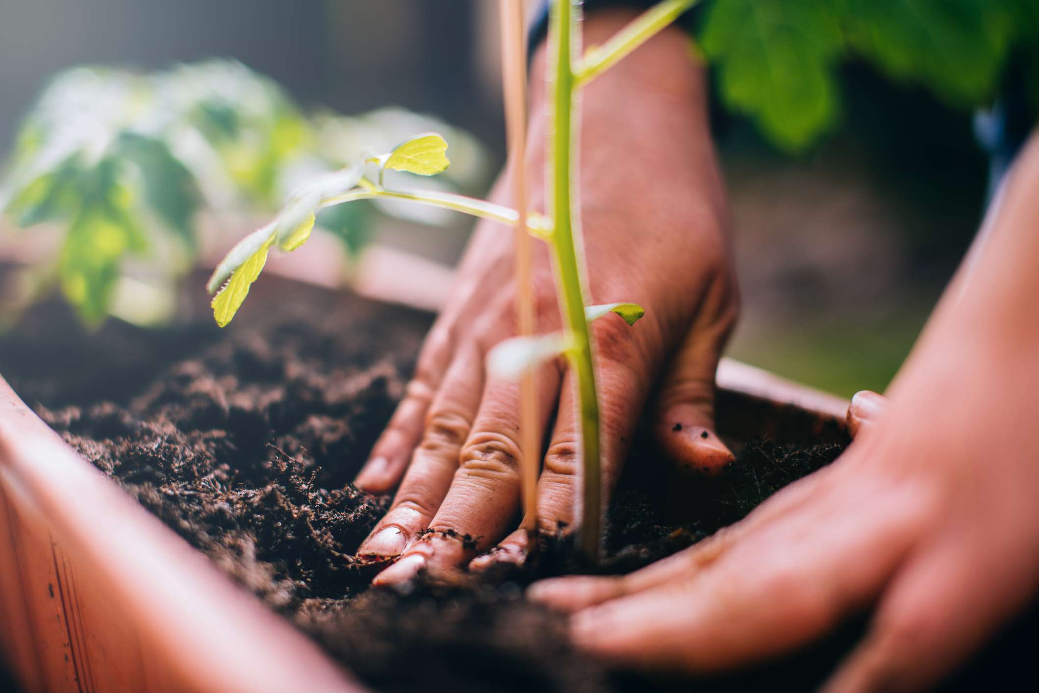 Plant Perennials Now Before It’s Too Late