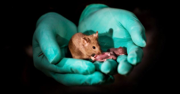 Top 10 Genetic Feats And Finds Made By Chinese Scientists