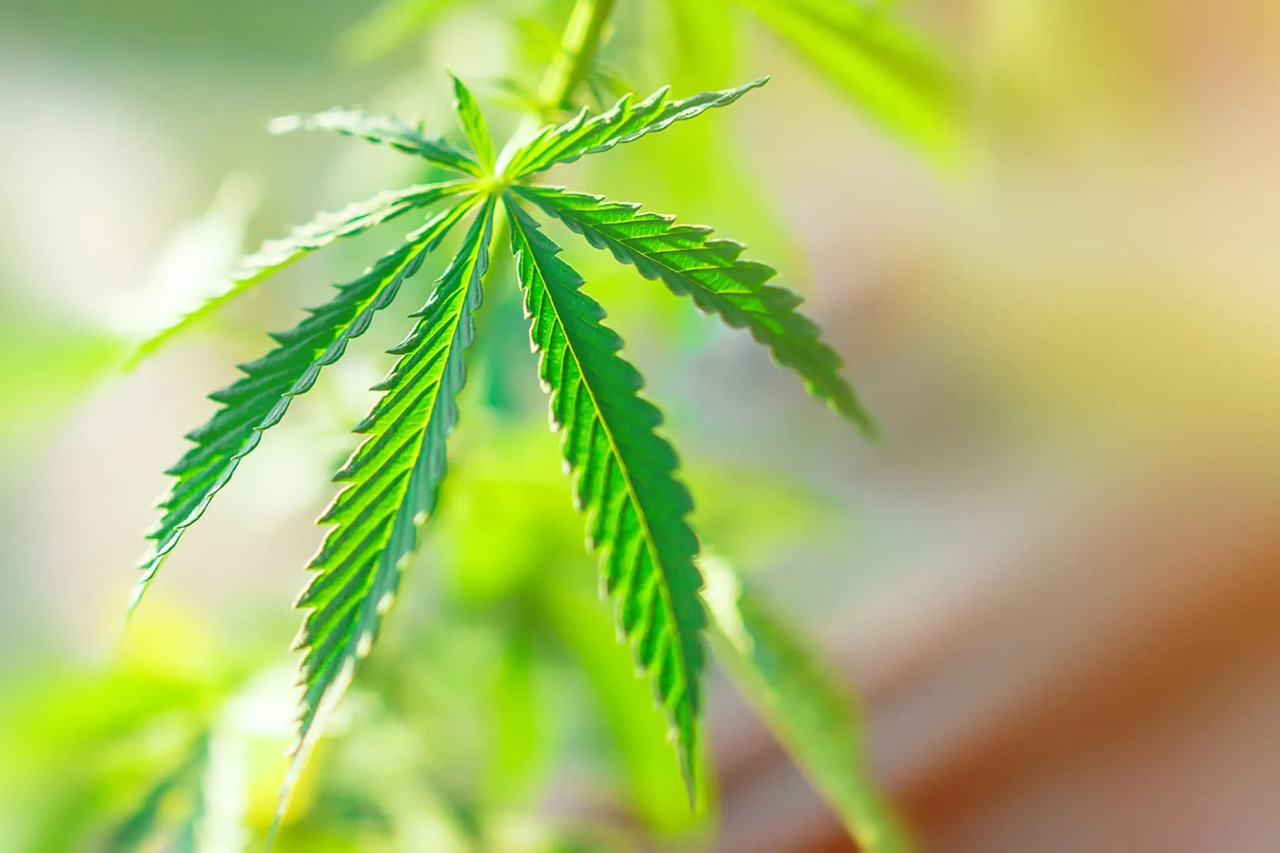 Visual Guide To Medical Marijuana: What You Should Know