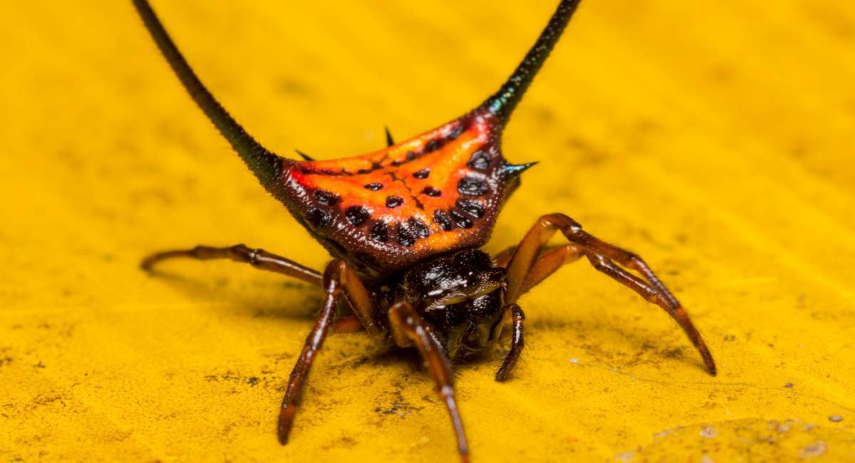 6 Terrifying Spiders That Will Haunt Your Dreams