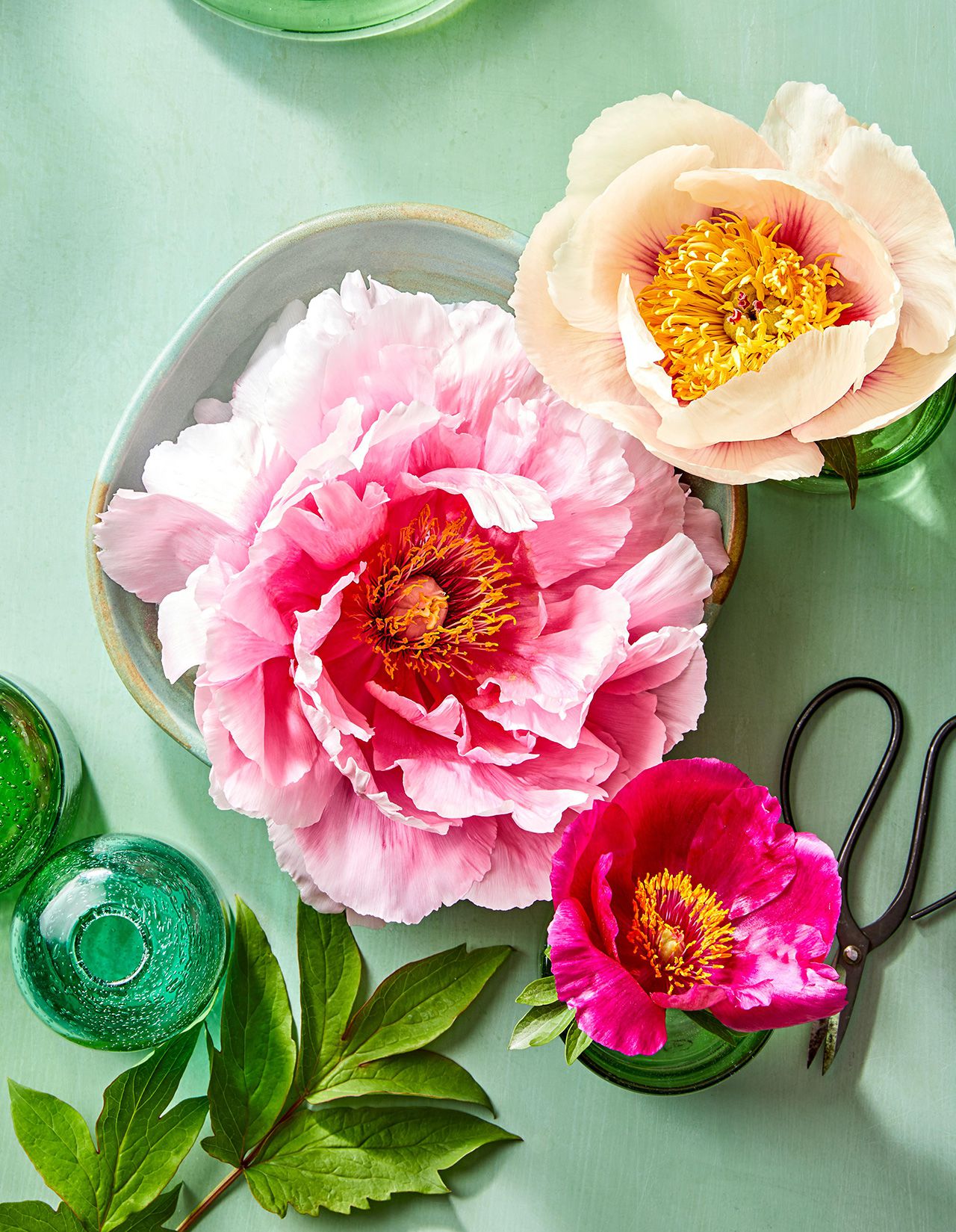 How to Keep Peonies Fresh With 7 Simple Tricks