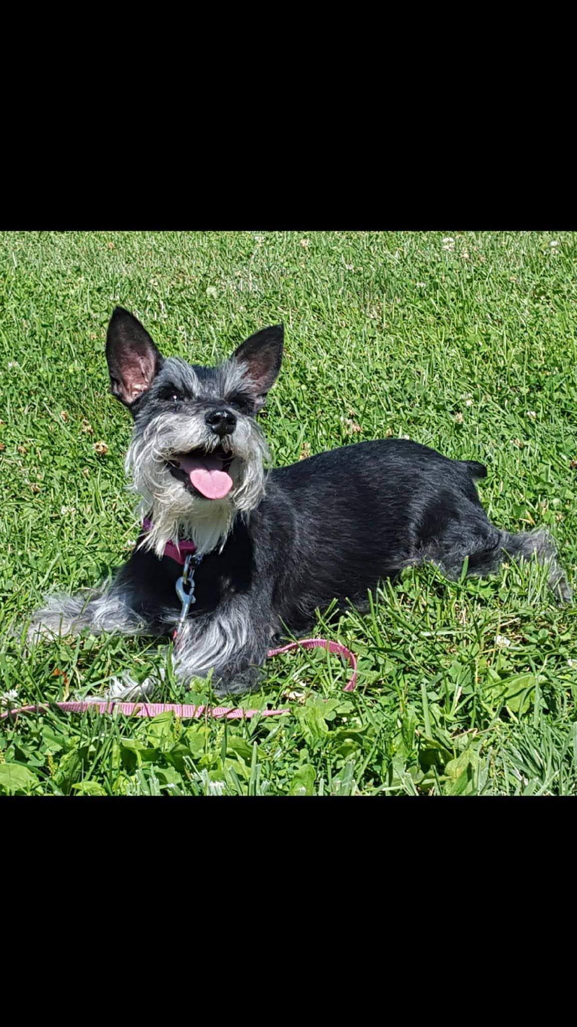 Hey Pandas, Post A Picture Of Your Pets!
