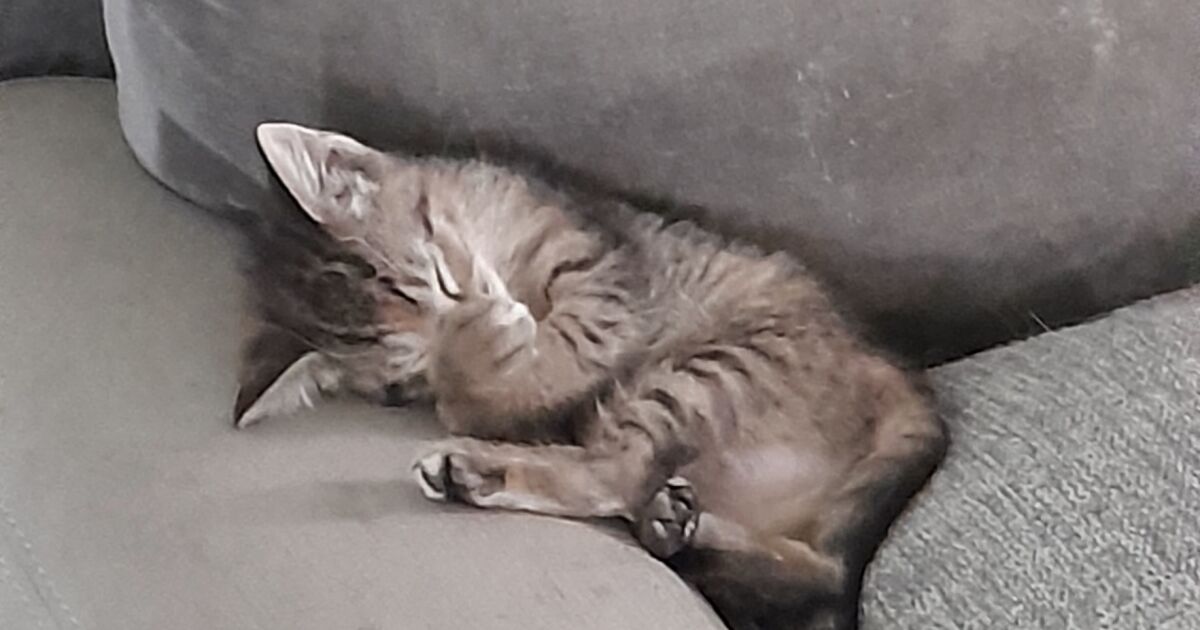 Hey Pandas, Share A Cute Picture Of Your Pet