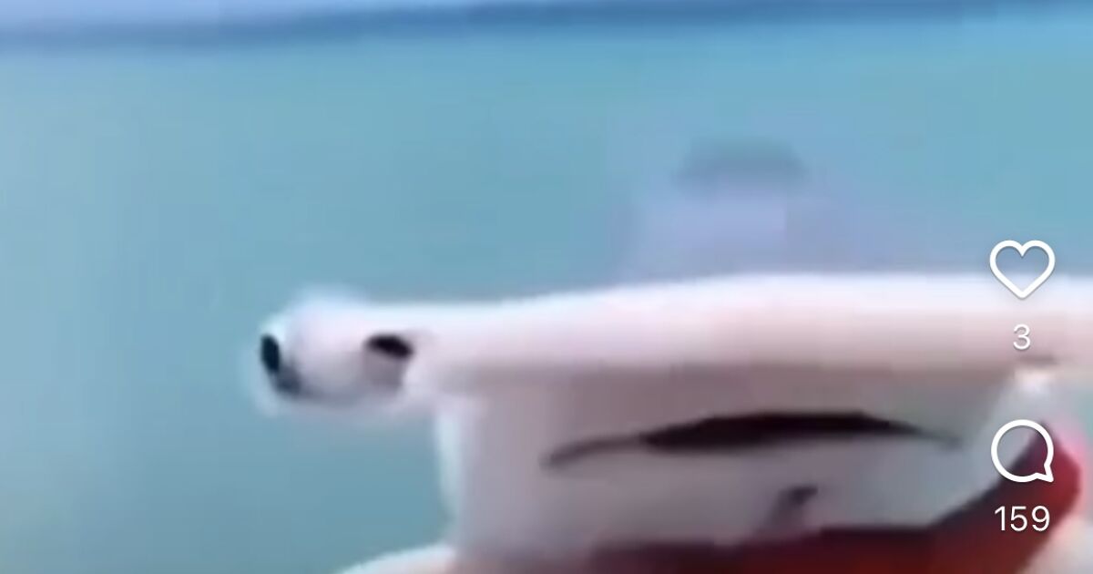 Hey Pandas, Share Your Favorite Meme