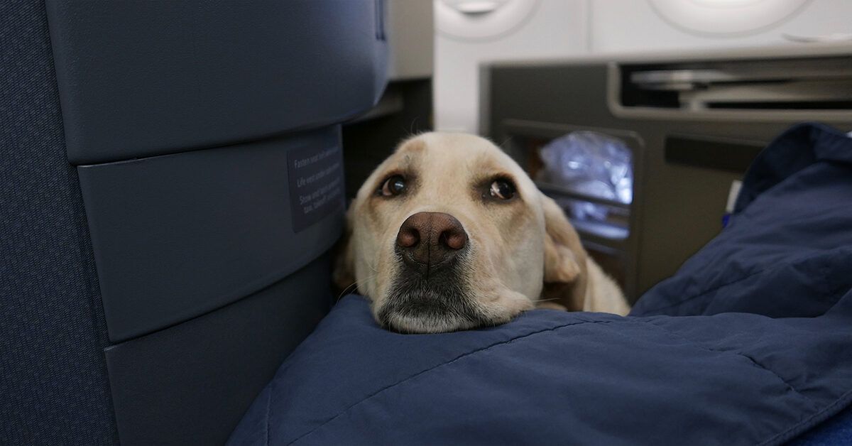 The Ultimate Guide to a Service Dog for Anxiety